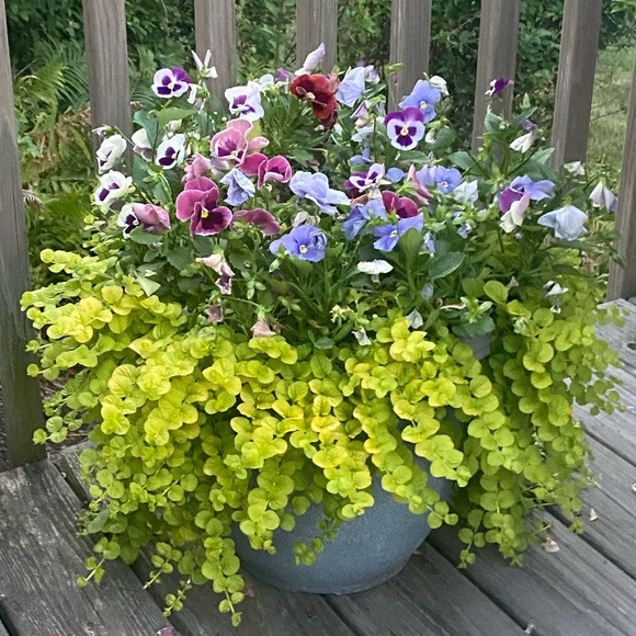 Meet your Posher, Nicole - Picture 1 of 1